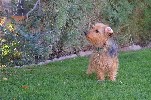 Photo of Dorkie Standing on Grass Looking Intently at a Bush