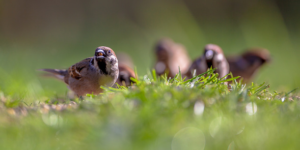 Family of Tree sparrow (Passer montanus) foraging on the ground in an ecological garden with green background