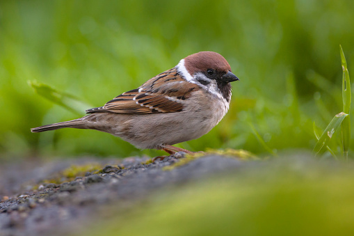 Tree sparrow (passer montanus) foraging on the ground in an ecological garden with green background