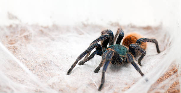istock Chromatopelma cyaneopubescens 535716563