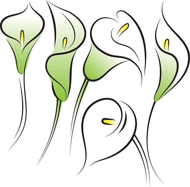 calla lilies