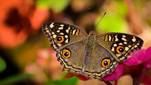 istock Portrait of a Lemon Pansy 535717167