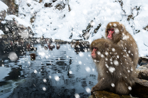 Snow monkeys in a blizzard at Jigokudani Monkey Park in Japan.