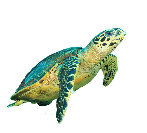 sea turtle aislado - hawksbill turtle fotografías e imágenes de stock