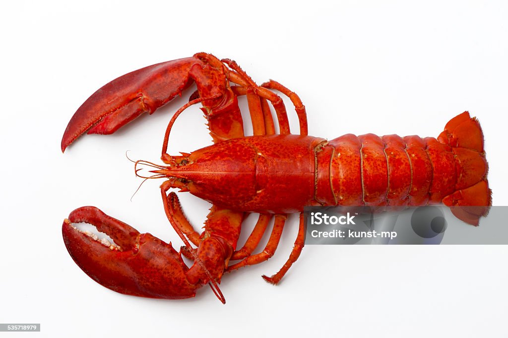 Boiled lobster isolated on white background Lobster - Seafood Stock Photo