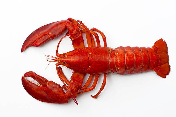 Boiled lobster isolated on white background tail fin photos stock pictures, royalty-free photos & images