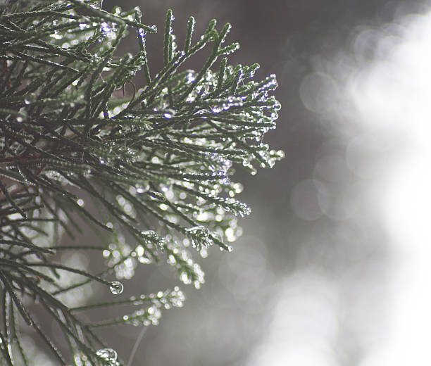 Dew on pine tree stock photo