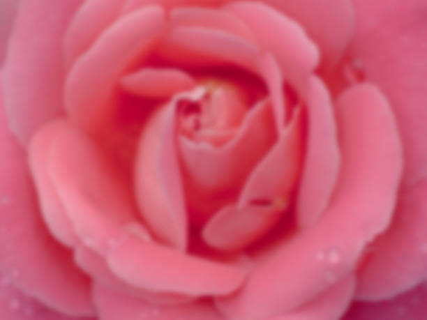 Blur Rose stock photo