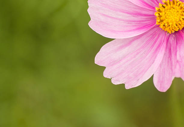 Cosmos flower stock photo