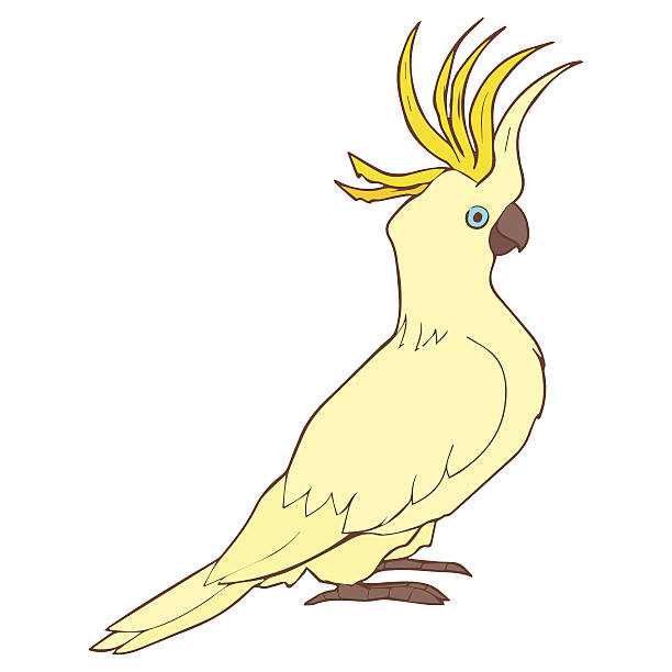 ilustracja przedstawiająca cockatoo - sulphur crested cockatoo stock illustrations