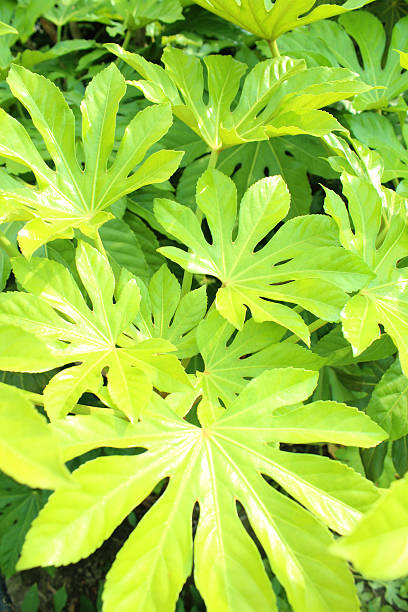 istock Fresh green Fatsia 535720685