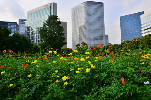 Yellow and orange cosmos flowers with high-rise buildings of Shiodome area of Tokyo.