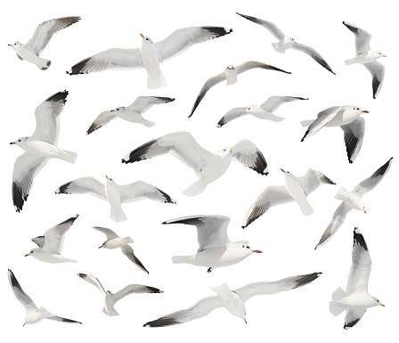 Juvenile black headed gull flying against a sky background.