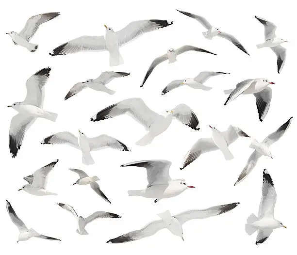 Photo of white bird set isolated