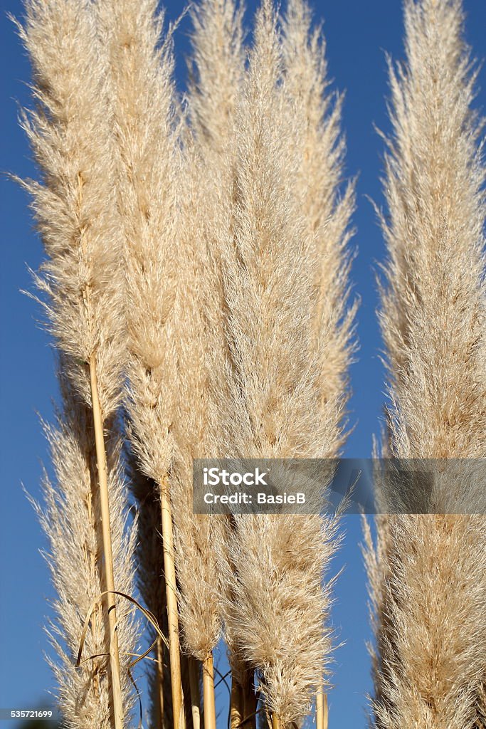 Cortaderia selloana - Lizenzfrei Pampa Stock-Foto