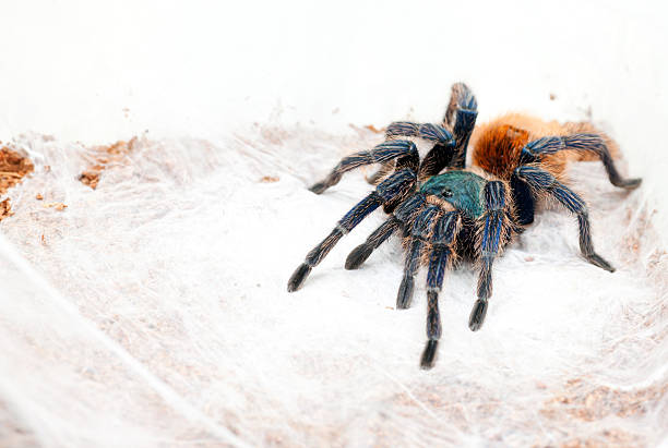 istock Chromatopelma cyaneopubescens 535721737