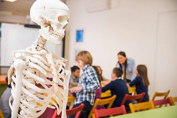 istock Children with teacher working at classroom, focus on human skeleton 535722205