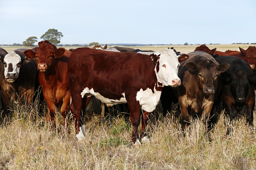 Australian cows on a farm