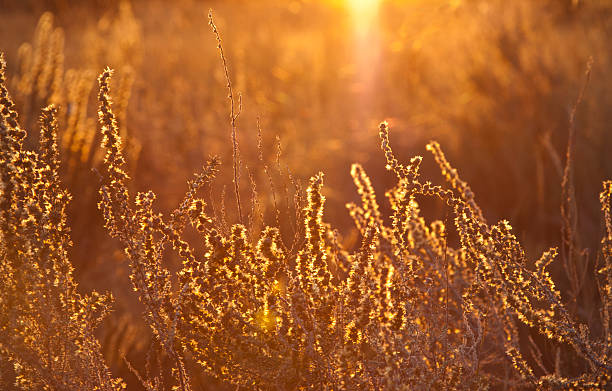 istock GOLDEN BUSH close-up 535722535