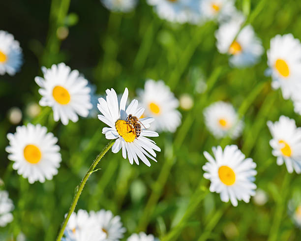 istock Honey bee on white chamomile flowers. 535722673