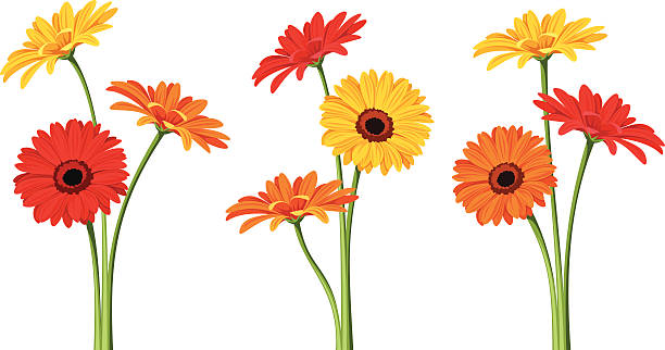 ilustraciones, imágenes clip art, dibujos animados e iconos de stock de flores gerbera. ilustración vectorial. - yellow chrysanthemum