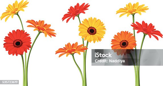 istock Gerbera flowers. Vector illustration. 535723619