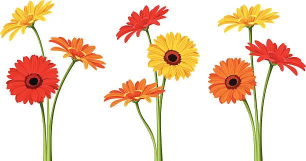 Vector illustration of Gerbera flowers. Vector illustration.