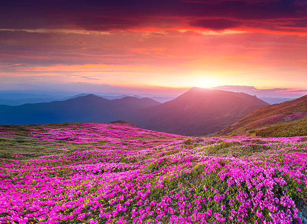 istock Colorful summer sunrise in the Carpathian mountains 535724419