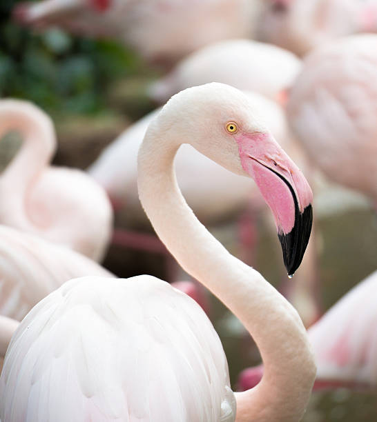 istock One pink flamingo closeup 535725051