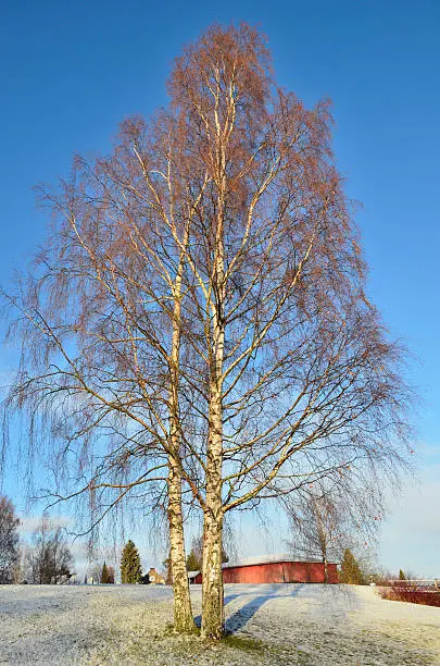 Winter in Finland. Beautiful birch-trees in a sunny winter morning