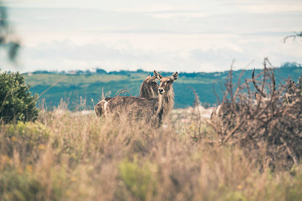 Two elands standing together in field of grass. Mpongo Game reserve. South Africa.