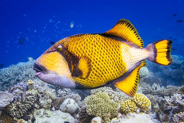 Titan triggerfish swimming on a coral reef - Maldives.