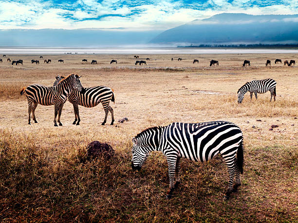 zebras na savana - lake manyara national park - fotografias e filmes do acervo
