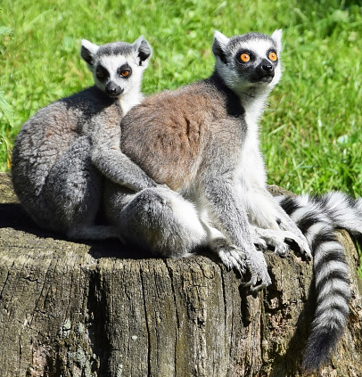 Ring-tailed lemurs