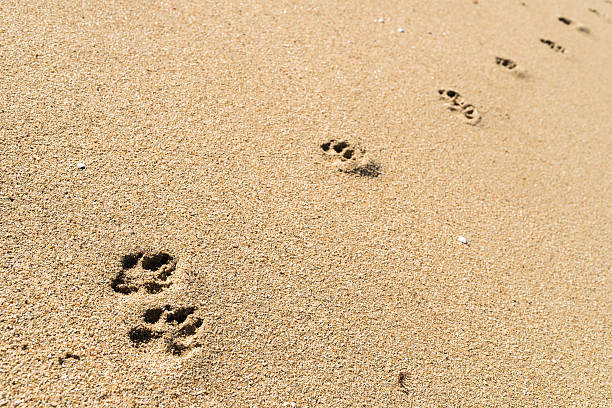 dog footprints in the sand stock photo