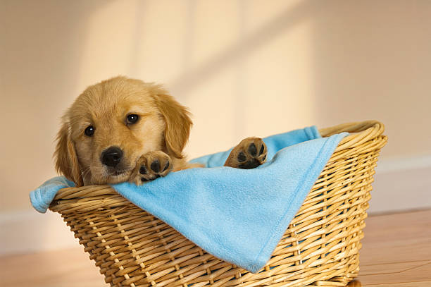 istock Golden Retriever Puppy in a basket 535726845
