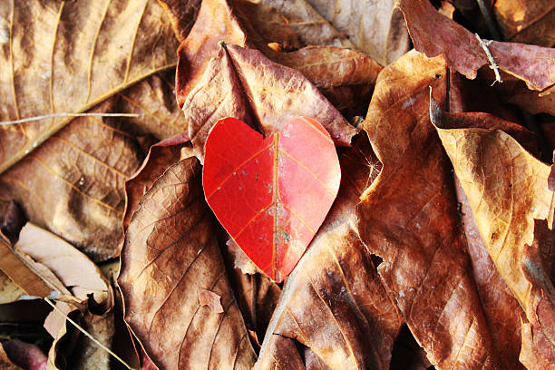 istock Heart-shaped autumn leaves 535761561
