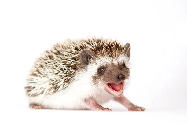 cute and fun rodent hedgehog baby isolated background