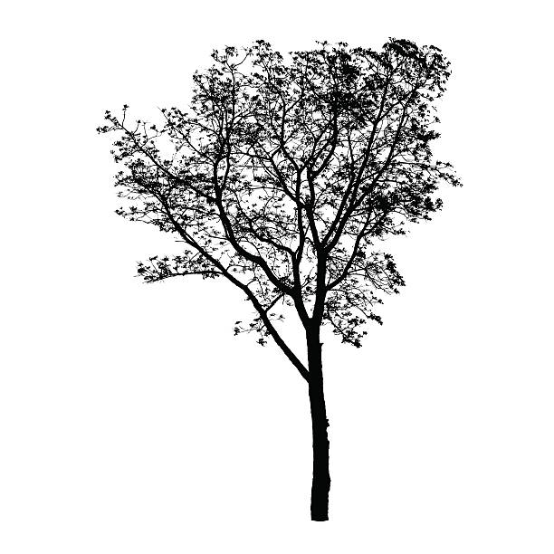 Tree silhouette isolated on white background, vector vector art illustration