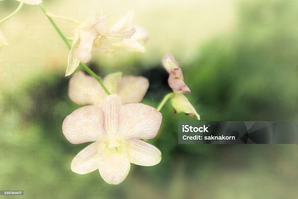 orchid background vintage style 2015 Stock Photo