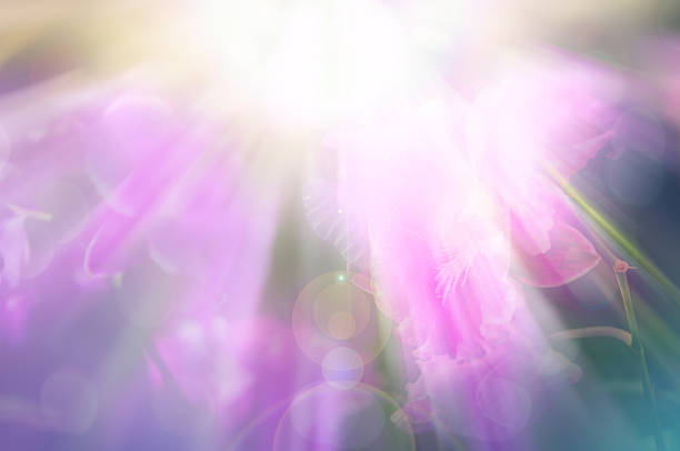 istock Defocused pink orchids flowers 535765375