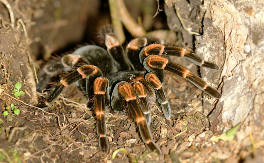 Black tarantula on dirt hiking path in Los Angeles California