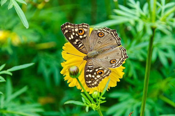 istock Close up Lemon Pansy butterfly 535766099