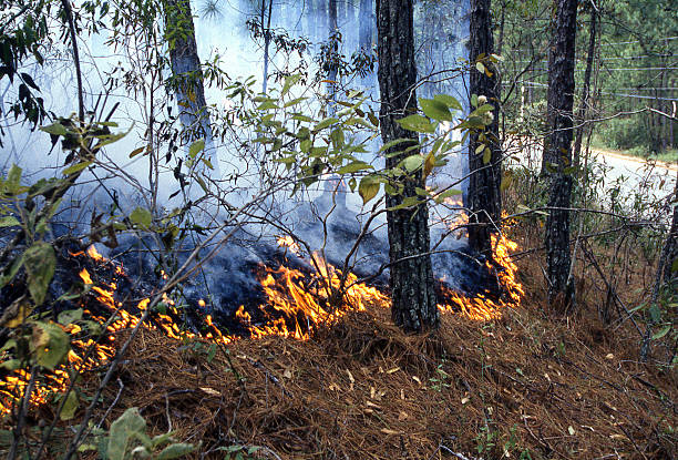 istock Forest fires creeping through pine forest in mountains central Honduras 535766415