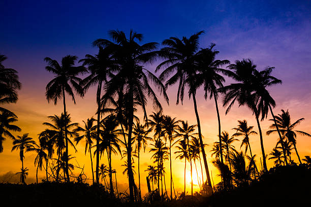 istock Colorful tropical coconut trees at sunrise 535766553