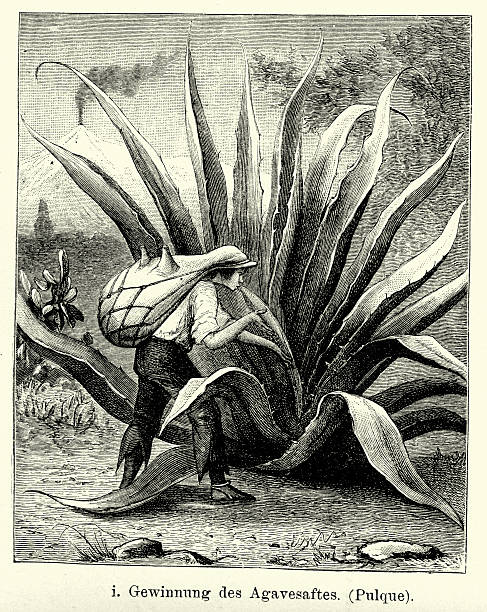 19th Century Mexico - Harvesting agave juice Vintage engraving of a man harvesting agave juice for the production of Tequila, Mexico. Ferdinand Hirts Geographische Bildertafeln,1886. mexico illustrations stock illustrations