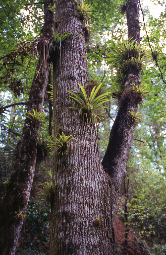 Bromeliads and tropical plants Cloud Forest in La Tigra National Park Honduras