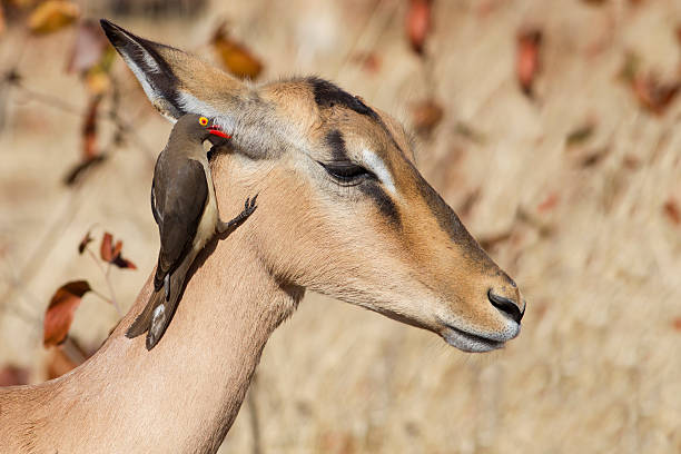 istock I tell you a secret 535766835