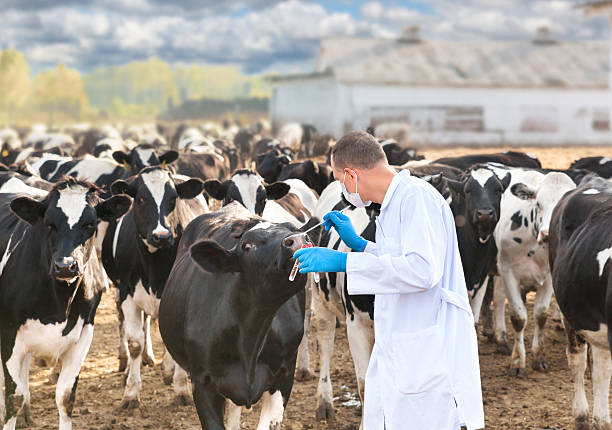 istock veterinarian at  farm cattle 535767071