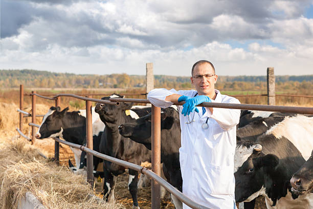 istock veterinarian at  farm cattle 535767079